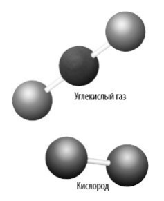 Взламывая анатомию