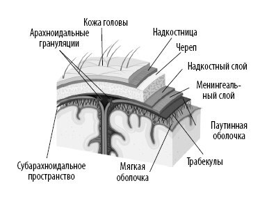 Взламывая анатомию