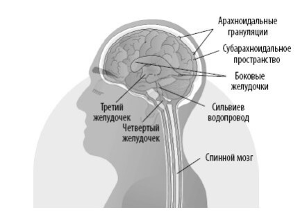 Взламывая анатомию