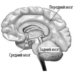 Взламывая анатомию