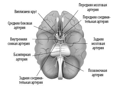 Взламывая анатомию