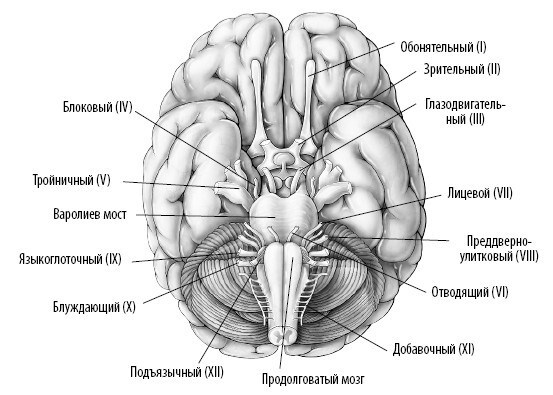 Взламывая анатомию