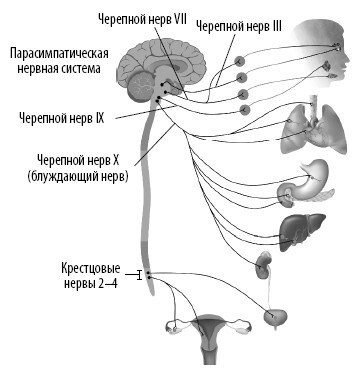 Взламывая анатомию