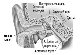 Взламывая анатомию