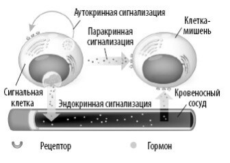 Взламывая анатомию