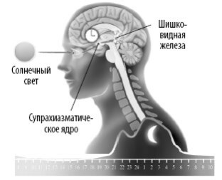 Взламывая анатомию