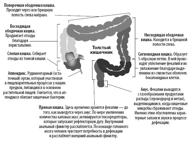 Взламывая анатомию