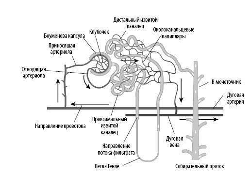 Взламывая анатомию