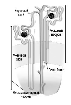 Взламывая анатомию