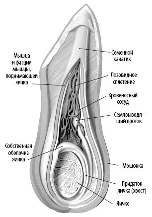 Взламывая анатомию