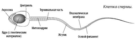 Взламывая анатомию