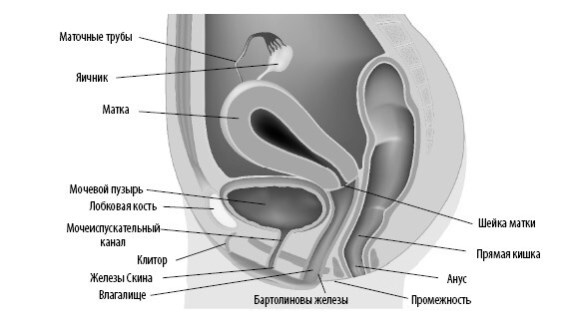 Взламывая анатомию