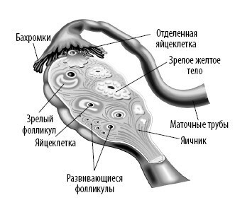 Взламывая анатомию