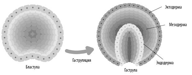 Взламывая анатомию