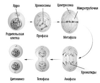 Взламывая анатомию