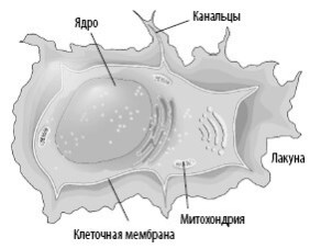 Взламывая анатомию