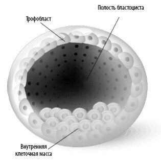 Взламывая анатомию