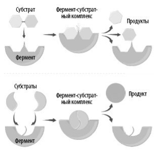 Взламывая анатомию