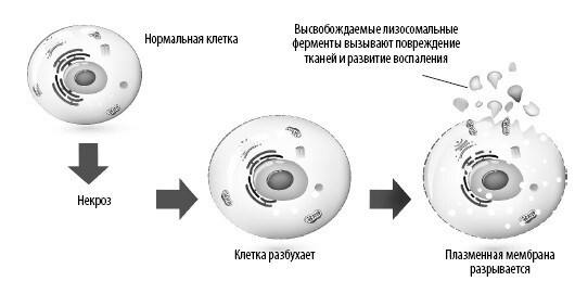 Взламывая анатомию