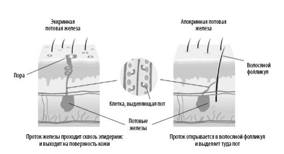 Взламывая анатомию