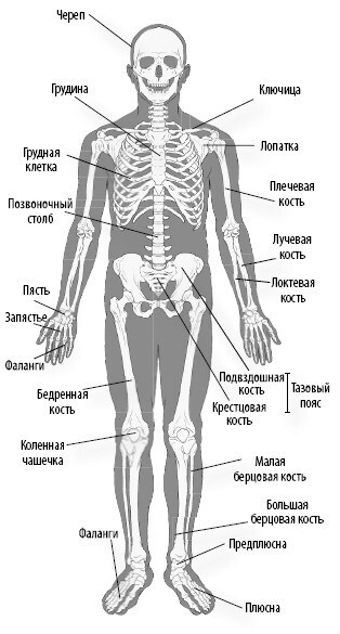 Взламывая анатомию