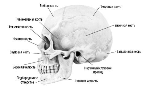 Взламывая анатомию