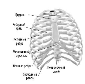 Взламывая анатомию