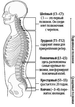 Взламывая анатомию