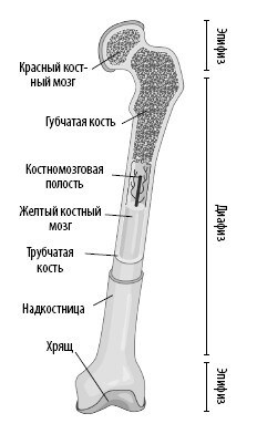 Взламывая анатомию