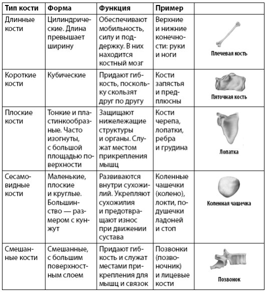 Взламывая анатомию