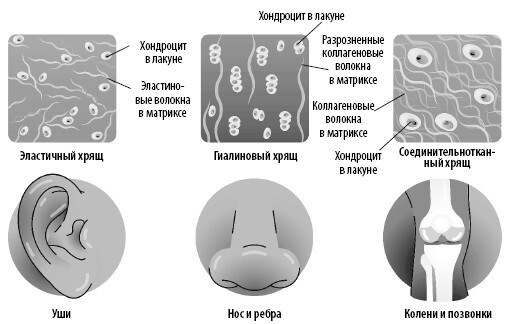 Взламывая анатомию