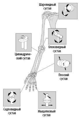 Взламывая анатомию