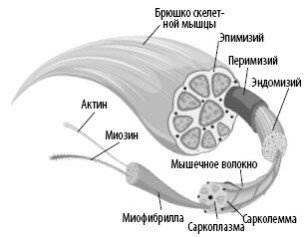 Взламывая анатомию