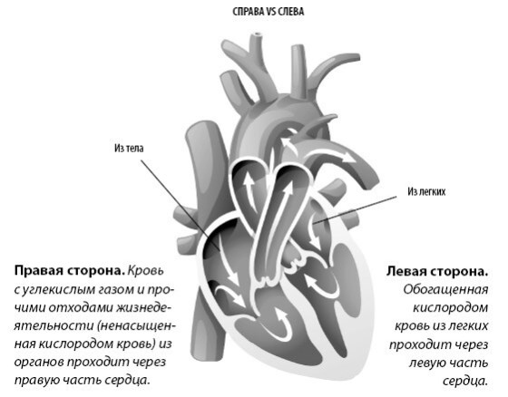 Взламывая анатомию