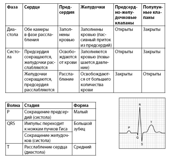 Взламывая анатомию