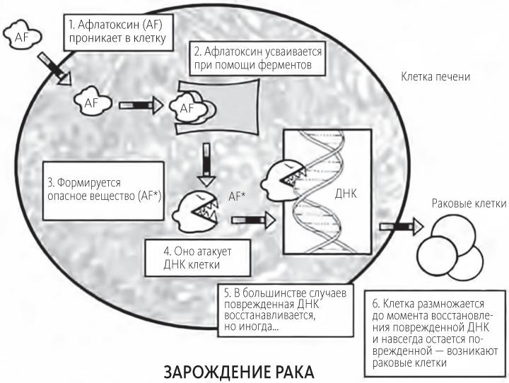 Китайское исследование