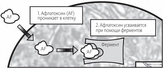 Китайское исследование