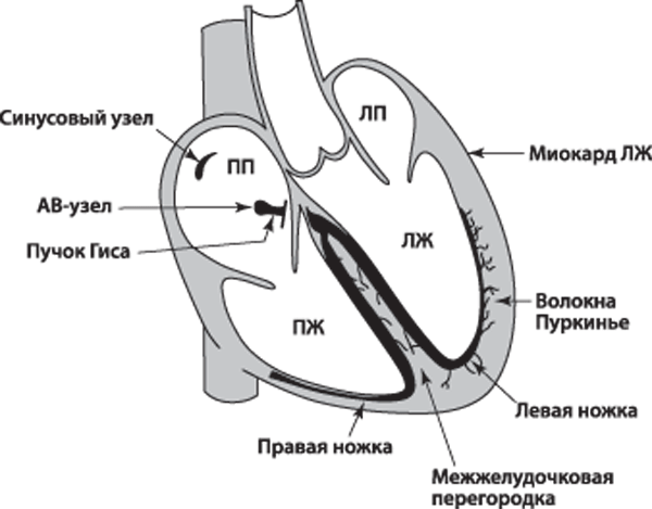 Сердце. Как не дать ему остановиться раньше времени