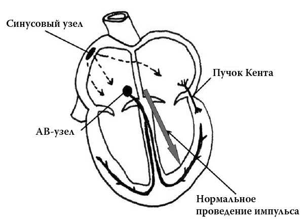 Сердце. Как не дать ему остановиться раньше времени