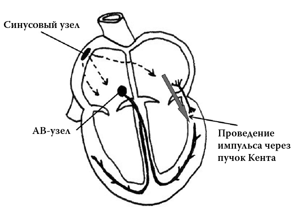 Сердце. Как не дать ему остановиться раньше времени