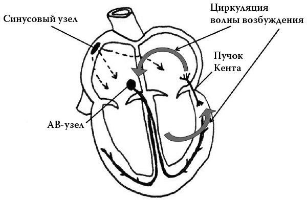 Сердце. Как не дать ему остановиться раньше времени