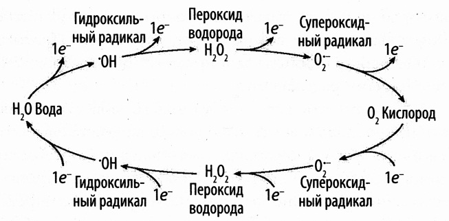 Кислород. Молекула, изменившая мир