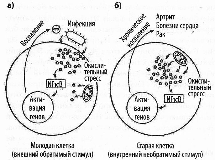 Кислород. Молекула, изменившая мир