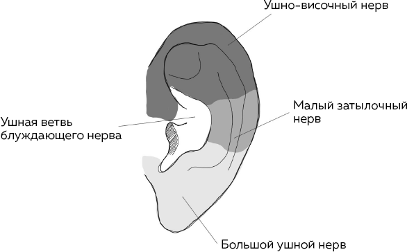 Блуждающий нерв. Что это такое и за что отвечает? Как воздействие на самый загадочный канал тела поможет преодолеть тревожность и улучшить самочувствие