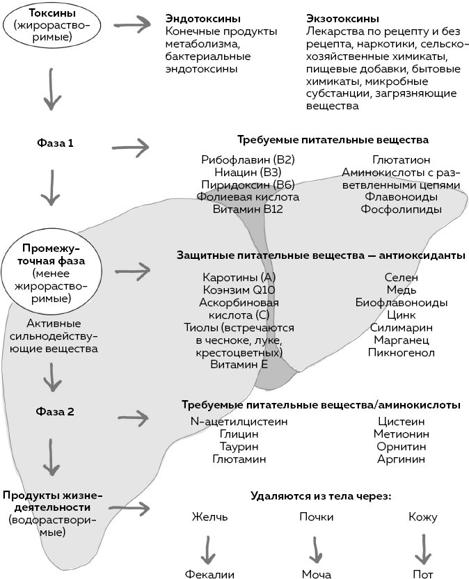 Блуждающий нерв. Что это такое и за что отвечает? Как воздействие на самый загадочный канал тела поможет преодолеть тревожность и улучшить самочувствие