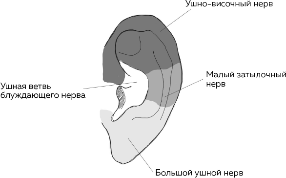 Блуждающий нерв. Что это такое и за что отвечает? Как воздействие на самый загадочный канал тела поможет преодолеть тревожность и улучшить самочувствие