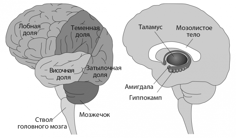 Музыкальный инстинкт. Почему мы любим музыку