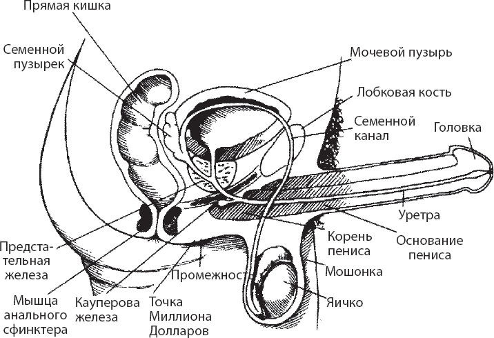 Мульти-оргазмический мужчина. Как каждый мужчина может испытать множественный оргазм и сделать потрясающими свои сексуальные отношения