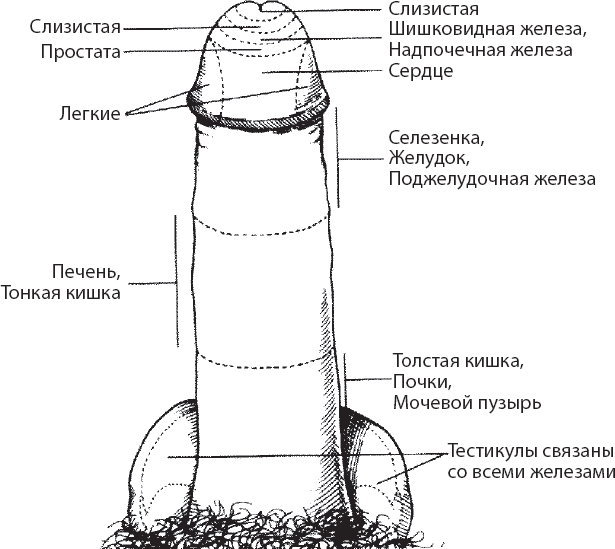 Мульти-оргазмический мужчина. Как каждый мужчина может испытать множественный оргазм и сделать потрясающими свои сексуальные отношения