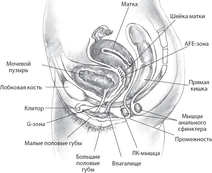 Мульти-оргазмический мужчина. Как каждый мужчина может испытать множественный оргазм и сделать потрясающими свои сексуальные отношения